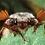 entomologe