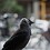 Jack_Daw